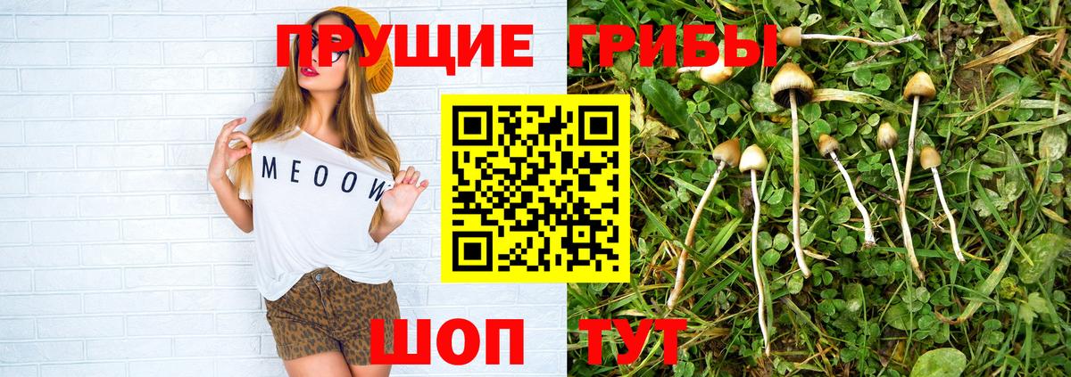 Псилоцибиновые грибы Cubensis  Вход с VPN  Гатчина 